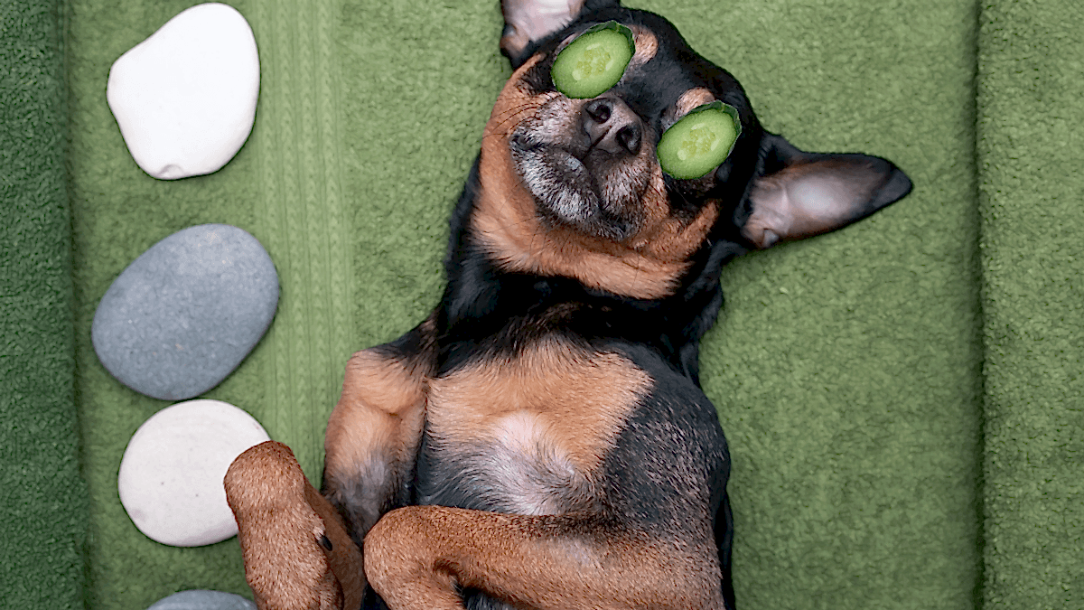 Yaz Aylarında Evcil Hayvan Bakımı