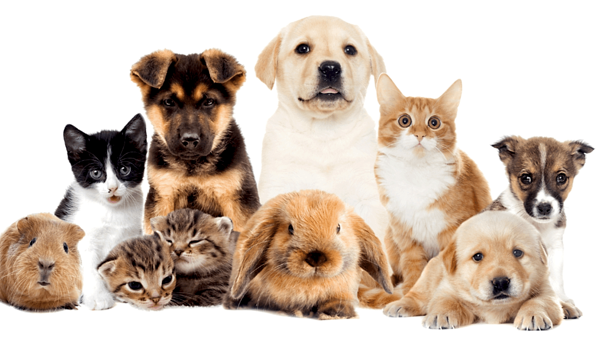 Köpeklerde Göz Kızarıklığı