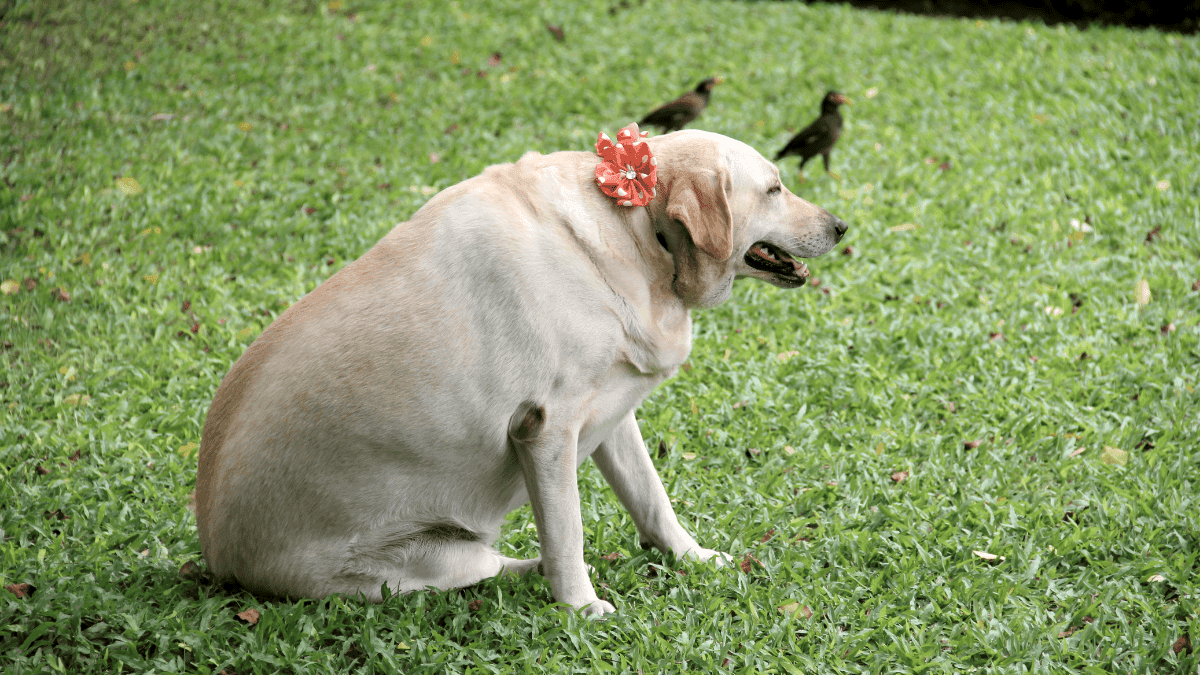 Kedi ve Köpeklerde Obezite